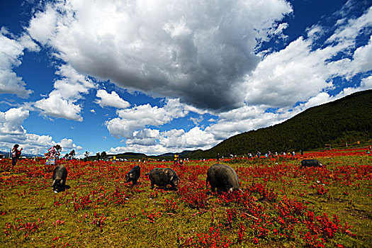 香格里拉红草地