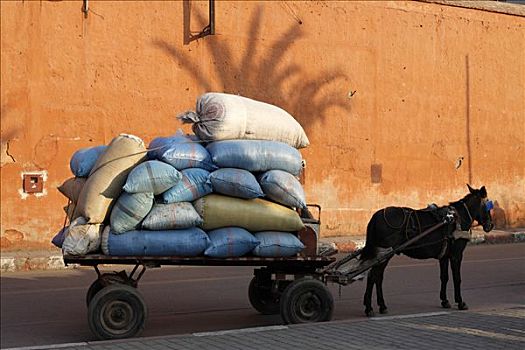 骡子,手推车,装载,蓝色,袋,等待,正面,墙壁,历史,马拉喀什,摩洛哥,非洲
