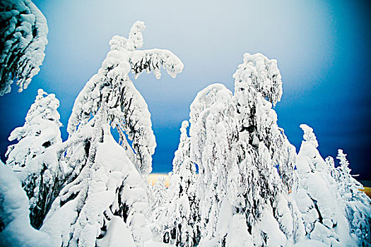 积雪,树