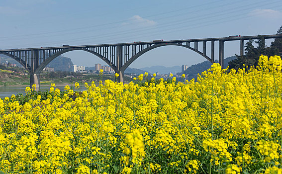 油菜花