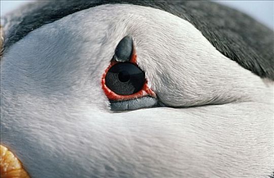 大西洋角嘴海雀,北极,欧洲