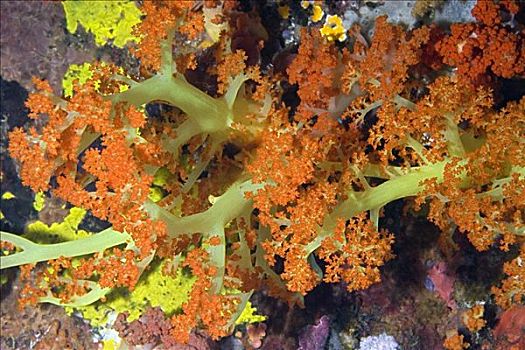 特写,橙色,软珊瑚,绿色,水下,北苏拉威西省,印度尼西亚