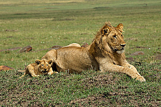 幼狮,雄性,狮子,马赛马拉,肯尼亚