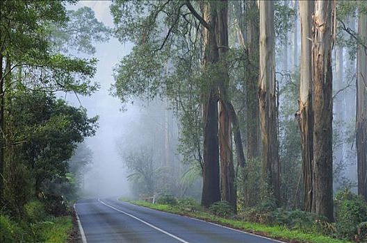 林道,雾,丹顿农山脉,维多利亚,澳大利亚