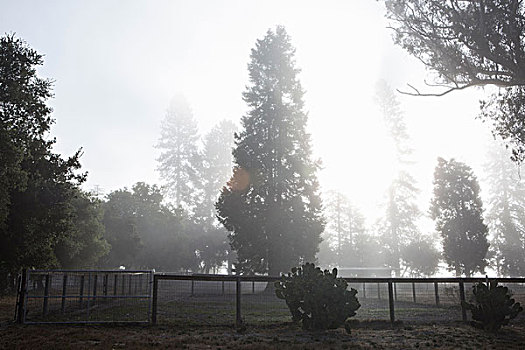 树,雾气,后面,栅栏,加利福尼亚,美国