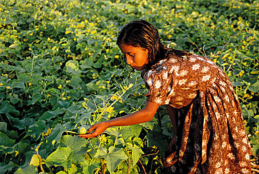 乡村,女孩,菜园,孟加拉