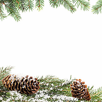 圣诞饰品,背景,杉枝,白色背景