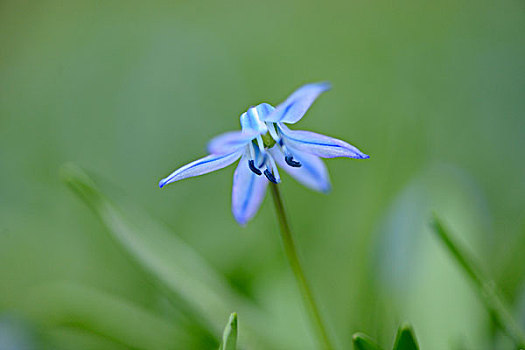 蓝色,星,绵枣儿属植物,花