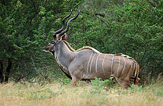 大捻角羚,雄性,克留格尔公园,南非