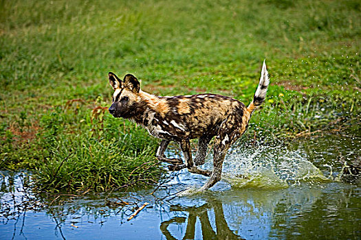 非洲野狗,非洲野犬属,成年,水潭,纳米比亚