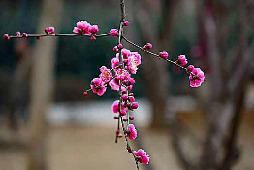 梅花怒放,春梅绽放