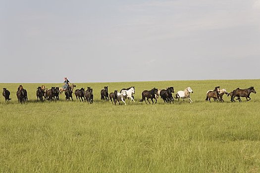 骑手,放牧,马,蒙古,中国