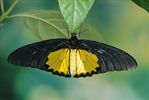 海伦娜,蝴蝶,苏拉威西岛,印度尼西亚