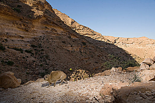 石头,蹄兔,山谷,保护区,也门