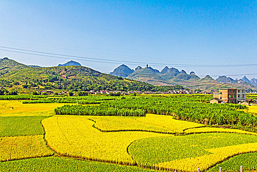 秋季成熟的稻田田园村庄景观背景