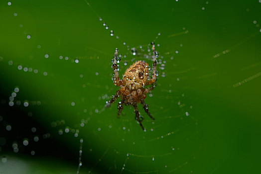 小,蜘蛛,蜘蛛网