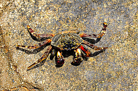 蜘蛛蟹,石头,马约特,非洲