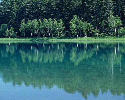 湖,绿色,桦树