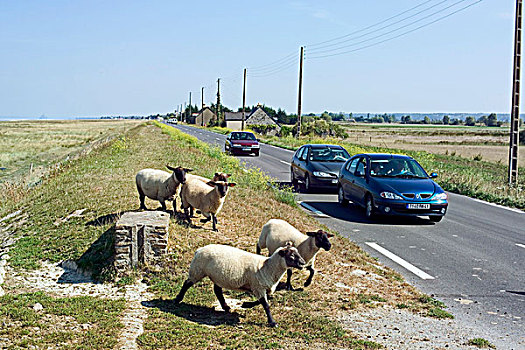 绵羊,旁白,道路,汽车,交通,布列塔尼半岛,法国