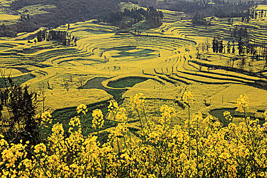 罗平螺丝田油菜花