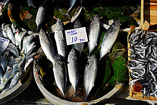 鱼,市场,金角湾,伊斯坦布尔,土耳其