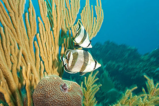 一对,蝴蝶鱼,加勒比,深潜,海湾群岛,洪都拉斯,中美洲