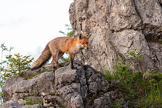 红狐,狐属,站立,岩石上,国家公园,公园,施蒂里亚,奥地利,欧洲