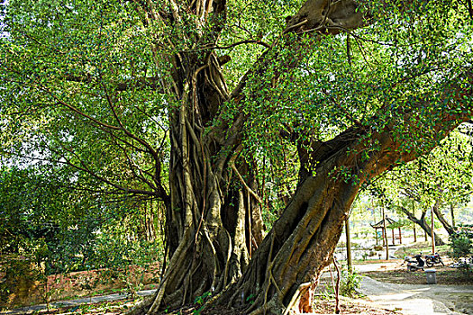 300年大榕树