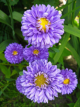 花,蓝色,漂亮,紫苑属