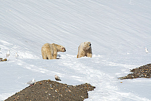 挪威,斯瓦尔巴特群岛,两个,北极熊,分享,杀