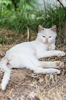猫流浪猫大白猫懒猫