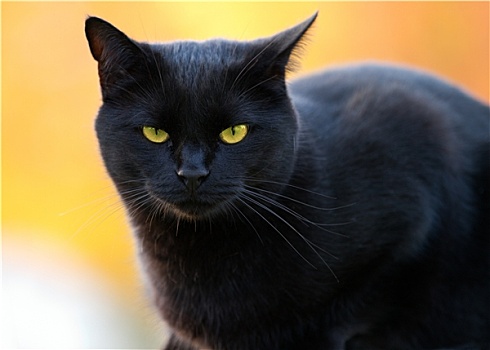 头像,黑猫