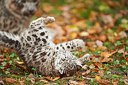 雪豹,小动物,落下,叶子