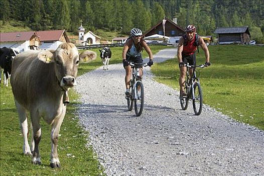 骑手,母牛,骑,高山牧场,靠近,提洛尔,奥地利,欧洲