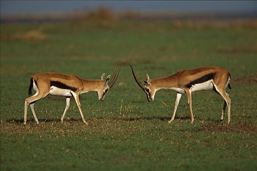 汤氏瞪羚,两个,打斗,马赛马拉国家保护区,肯尼亚