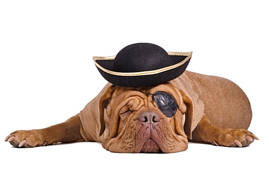 海盗,狗,戴着,眼罩,黑色,金色,帽子