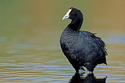 黑鸭,南非