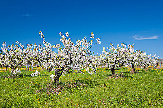 花,樱桃树,甜樱桃,南方,普拉蒂纳特,莱茵兰普法尔茨州,德国,欧洲