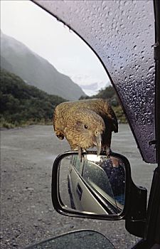 食肉鹦鹉,啄羊鹦鹉,检查,停车,福克斯冰川,西区国家公园,新西兰