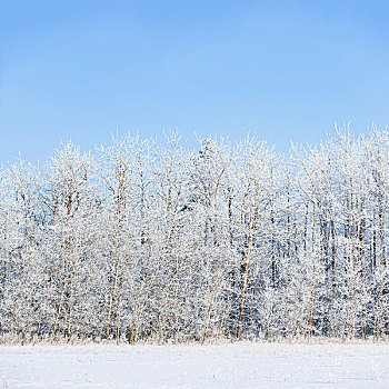 白霜,树,软,蓝天,背景,艾伯塔省,加拿大