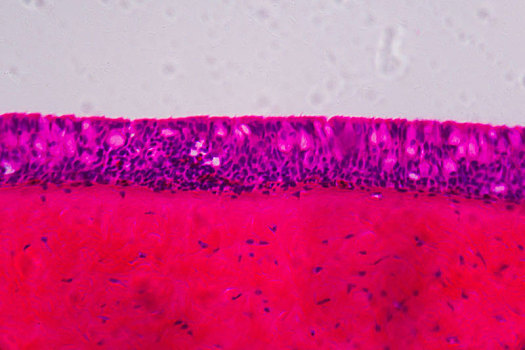 上皮细胞,显微镜,抽象,粉色,紫色,白色背景,背景