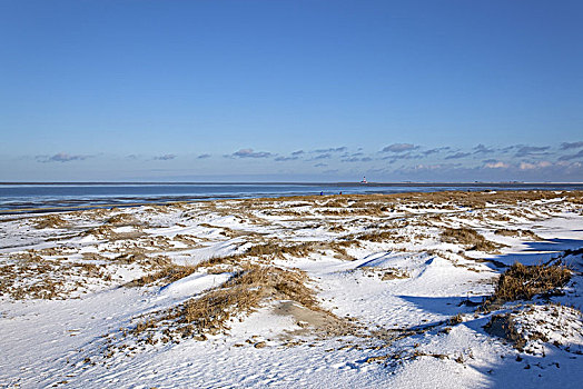 德国,石勒苏益格,黑白花牛,北海,海岸,北方,半岛,埃德施泰茨,国家公园,石荷州,海洋