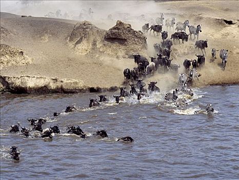 角马,马拉河,迁徙,塞伦盖蒂国家公园,坦桑尼亚,马塞马拉野生动物保护区