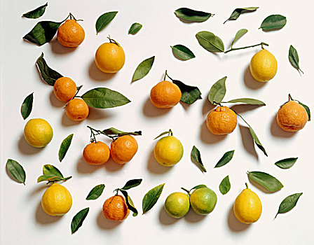 柑橘,柠檬