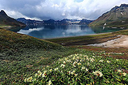 长白山高山杜鹃