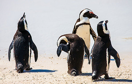 企鹅,福尔斯湾,城镇,南非