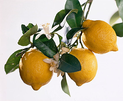 柠檬柑