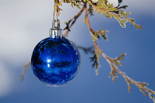 冰冻,蓝色,圣诞饰品,装饰,雪,户外,树