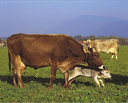 高山牧场,母牛,牛,诞生,幼兽,哺乳动物,德国,欧洲,牲畜,农牧,动物