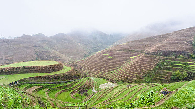 俯视,阶梯状,稻田,山